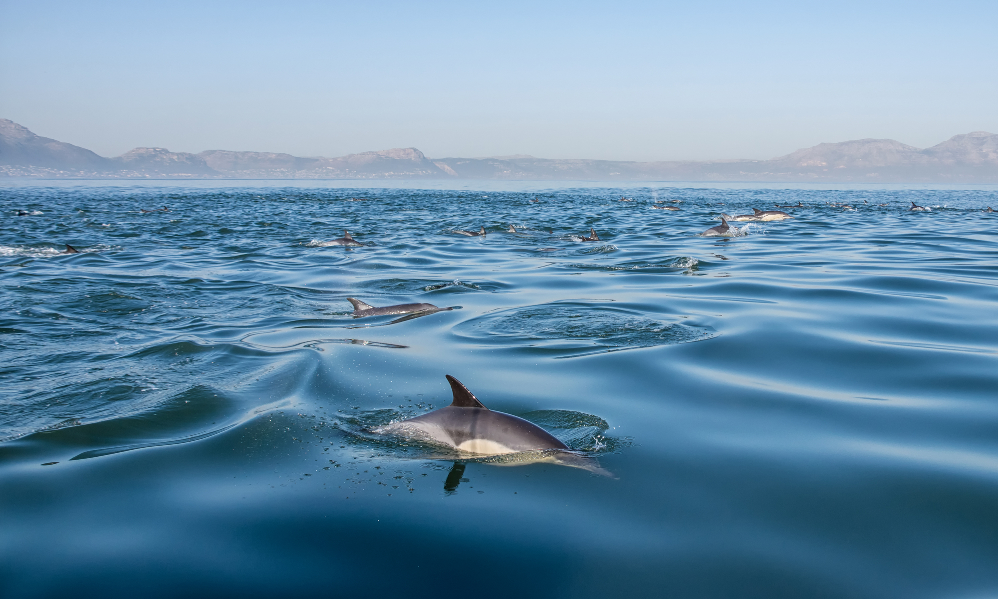 Scientists link increasing storms to mystery skin disease in dolphins - Vimarsana News