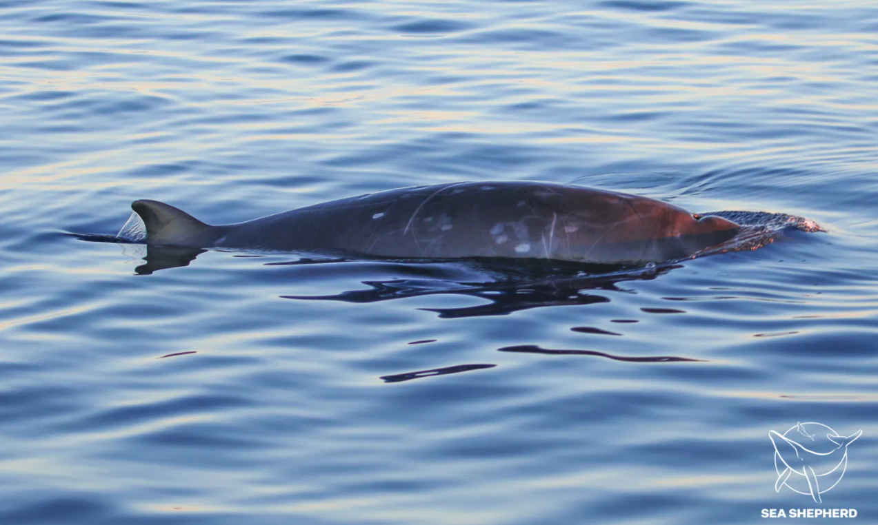Unidentified beaked whales raise hopes of an entirely new species - Vimarsana News