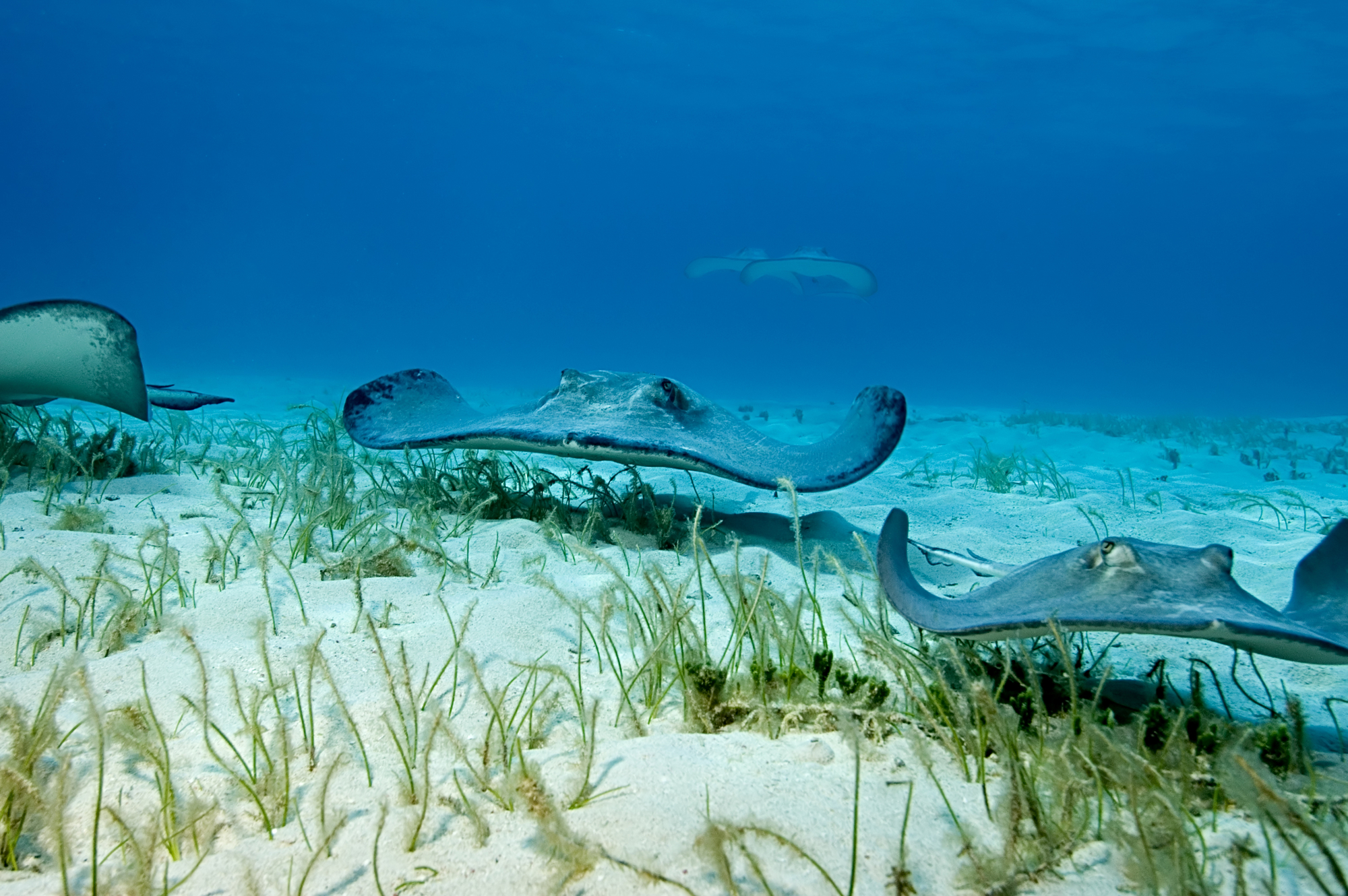 Stingrays demonstrate mapping potential as they skim the seafloor - Vimarsana News